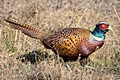 hcl_business_canadice_birdland_farms_120x80