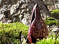 hcl_column_crothers_angela_nature_in_the_little_finger_lakes_2017_03_march_brings_120x90