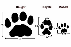 hcl_column_crothers_angela_nature_in_the_little_finger_lakes_2015_01_snow_tracks_resize240x160