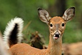 hcl_news_article_1948_livonia_gazette_pet_deer_at_hemlock_park_120x80