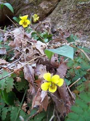 hcl_pic06_photo_masterson_pam_hemlock_flower_2011_resize300
